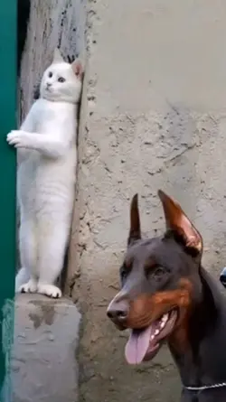cat hiding