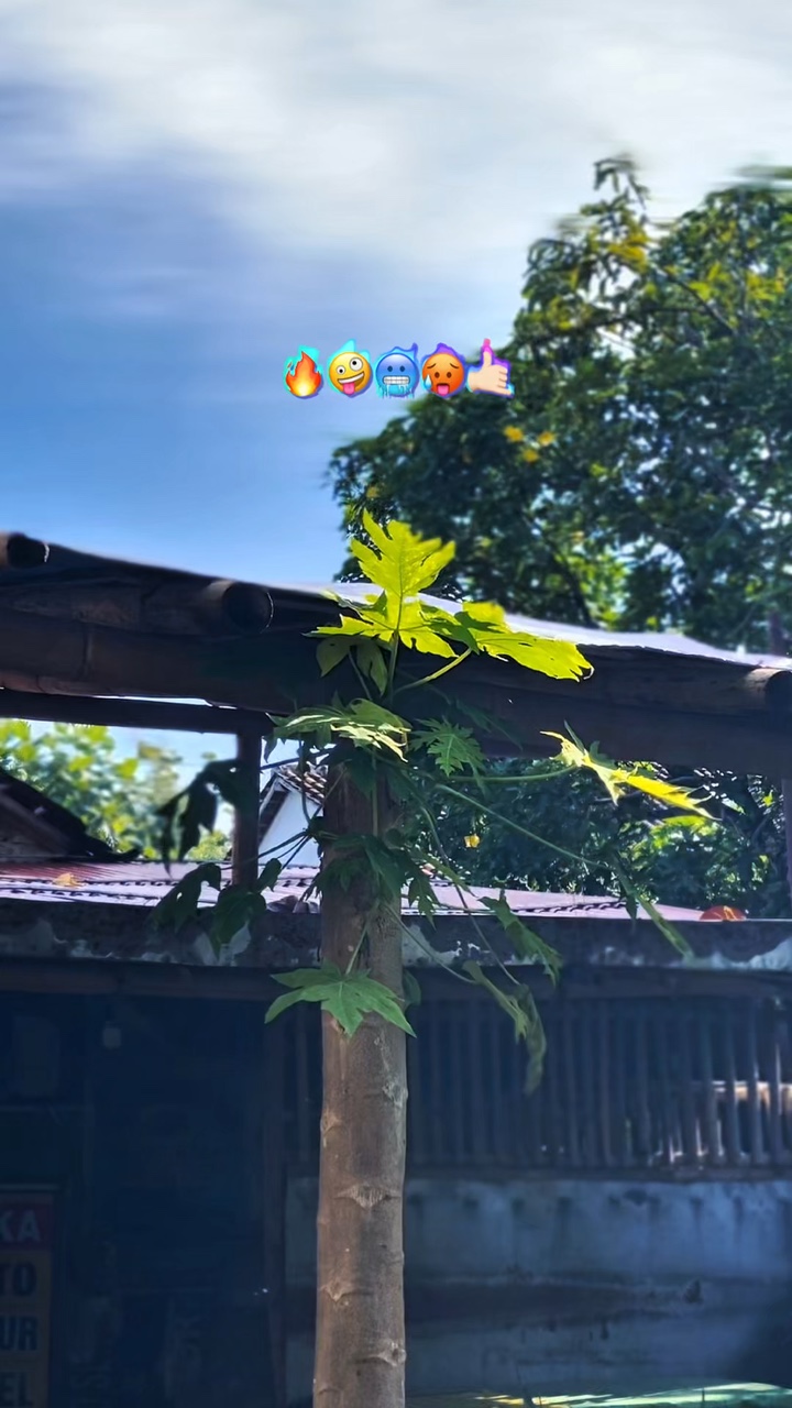Hd jernih 