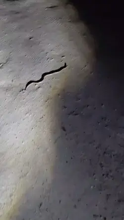 নাগিন সাপ