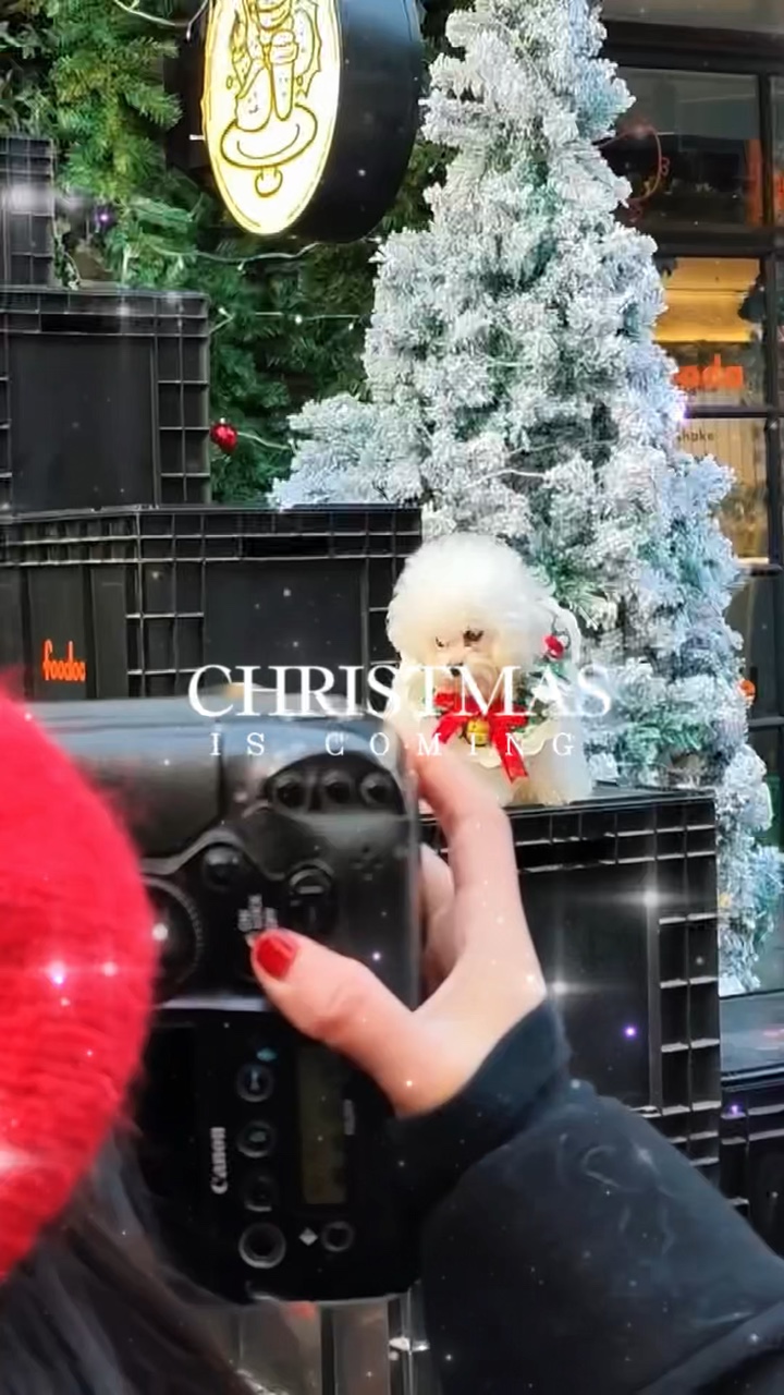 Animal de estimação de natal