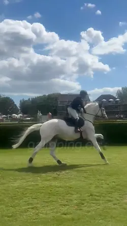 BEAUTIFUL HORSE!!
