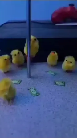 Funny chicken meme