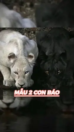 Mẫu 2 con báo