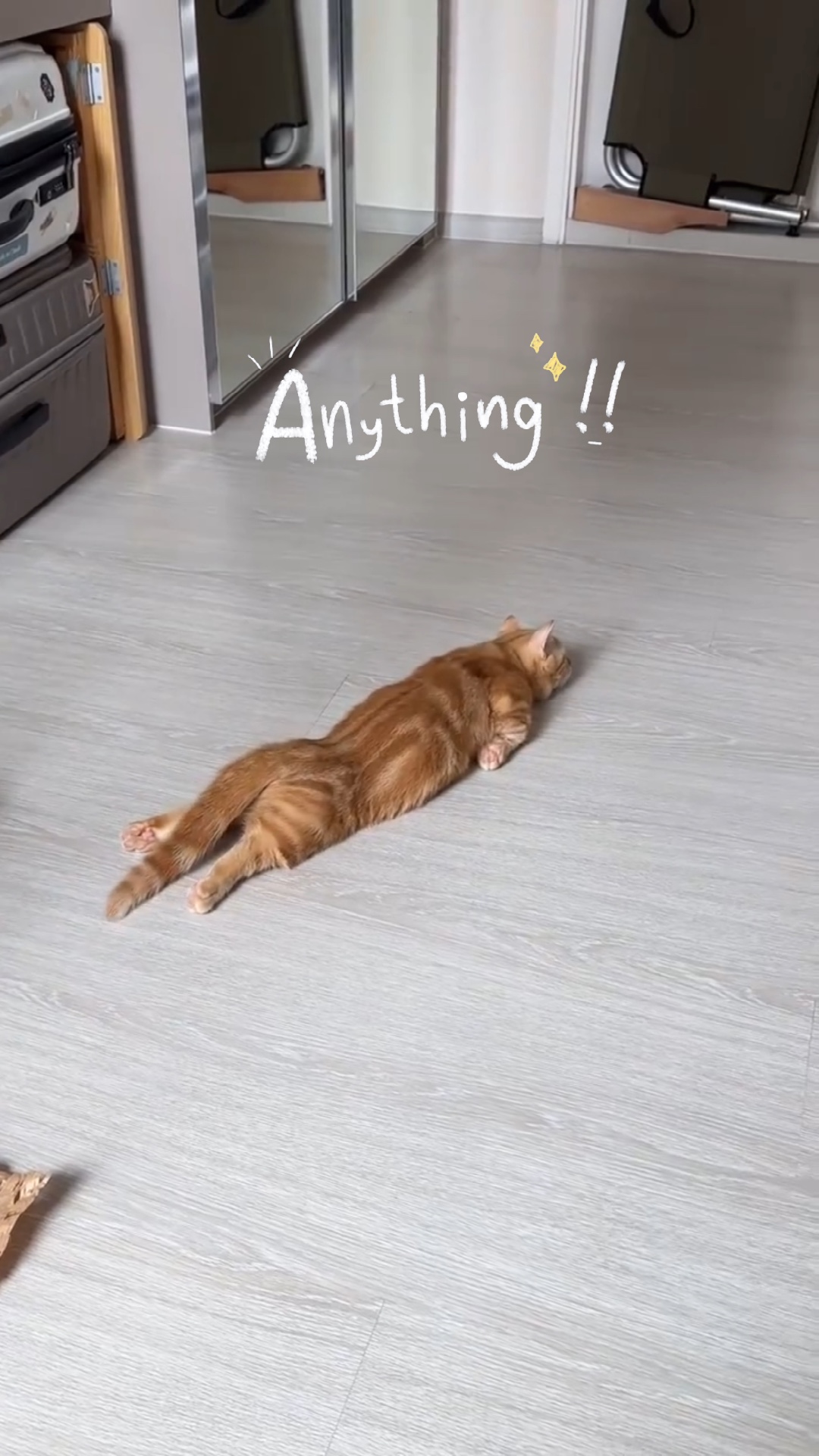 kucing malas