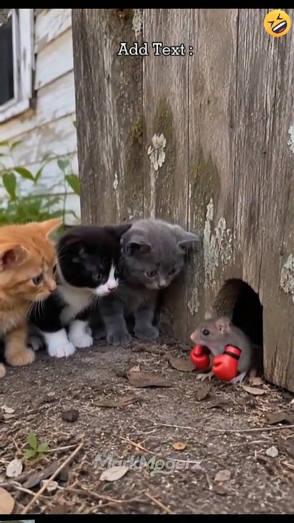 Lustige Katze. 