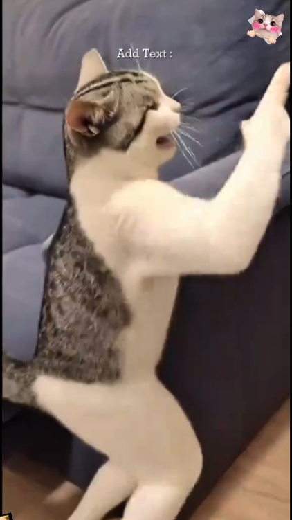 Lustige Katze