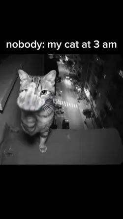 meow