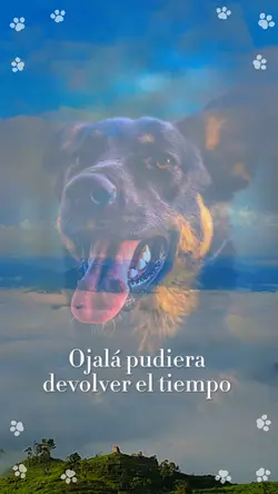 27 octubre mascotas