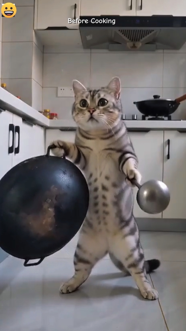 Funny Cat