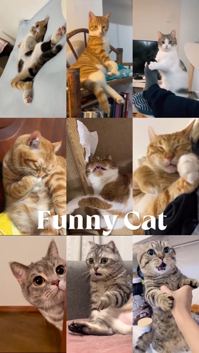 Lustige Katze