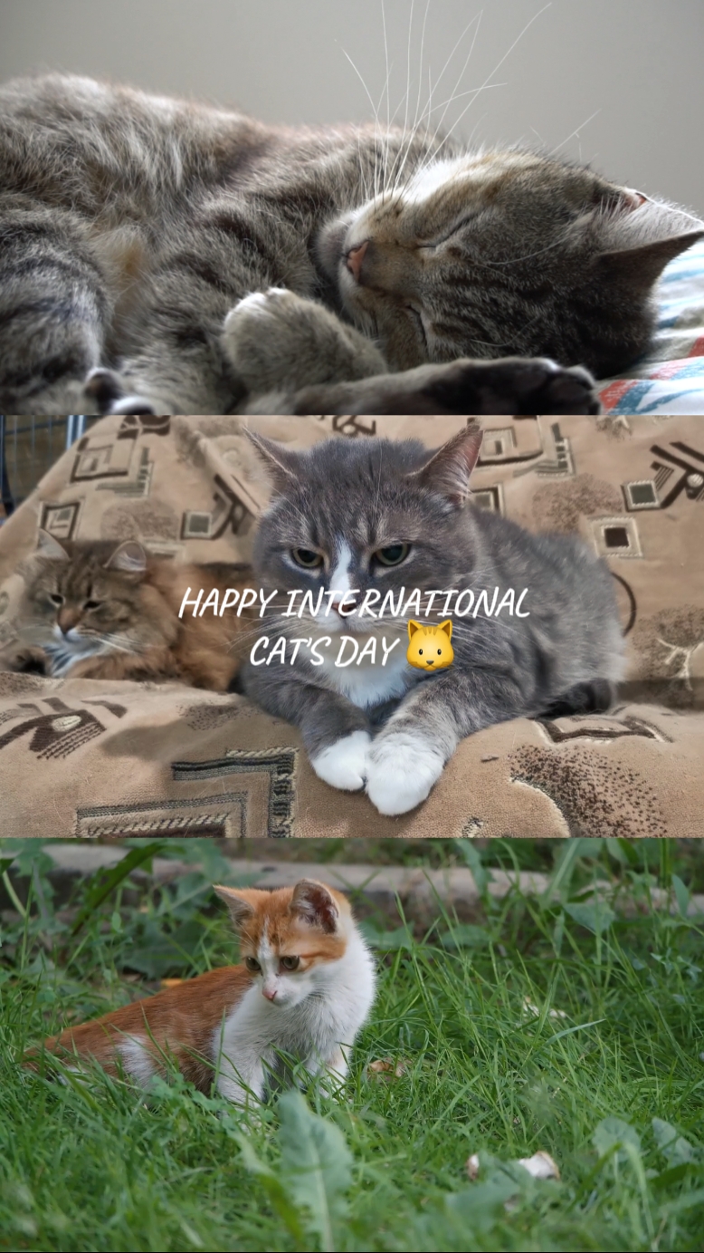 happy cat's day