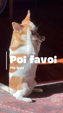 BANHO E TOSA