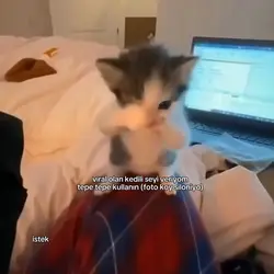 scubacat