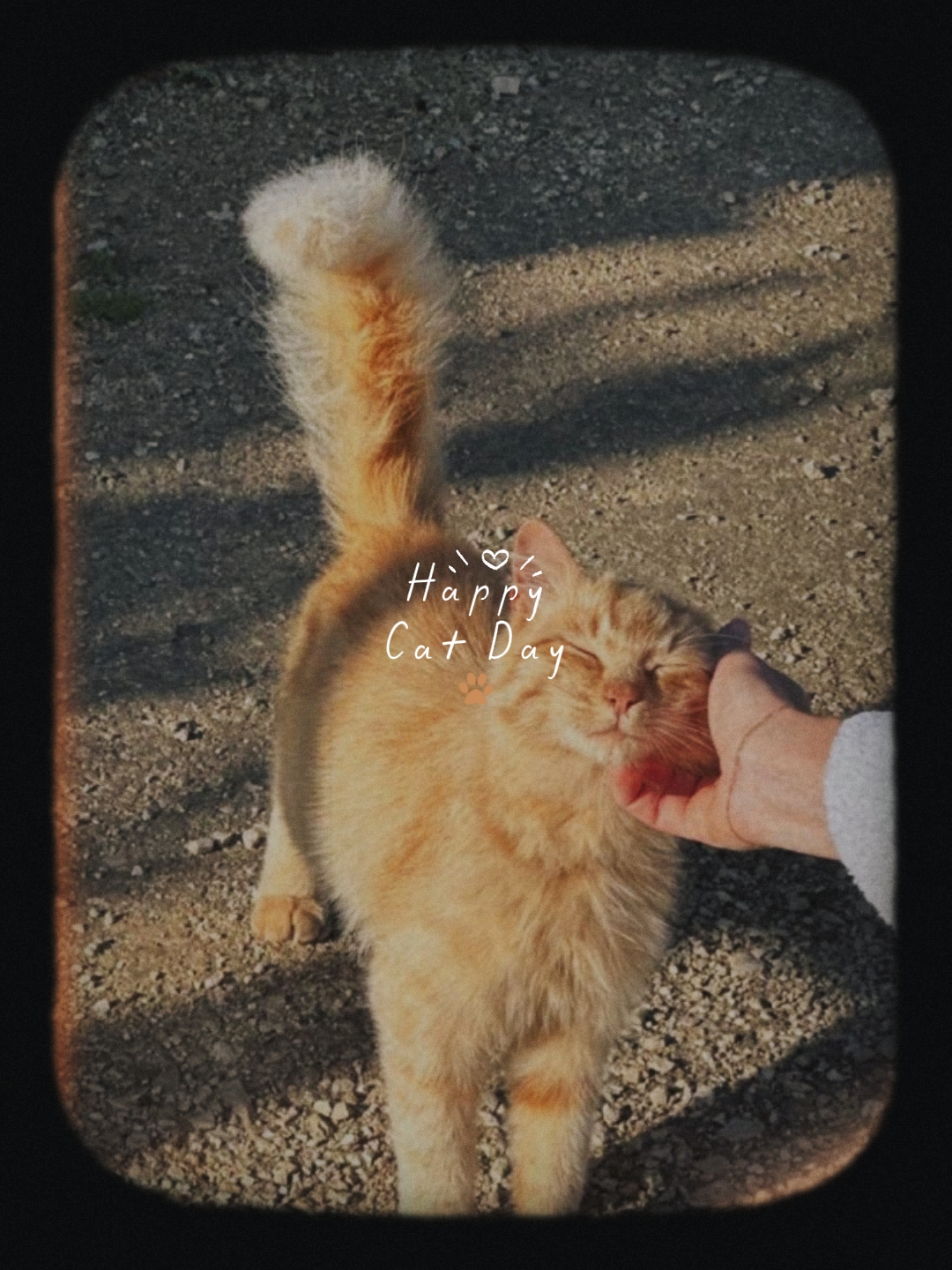 Feliz dia do gato