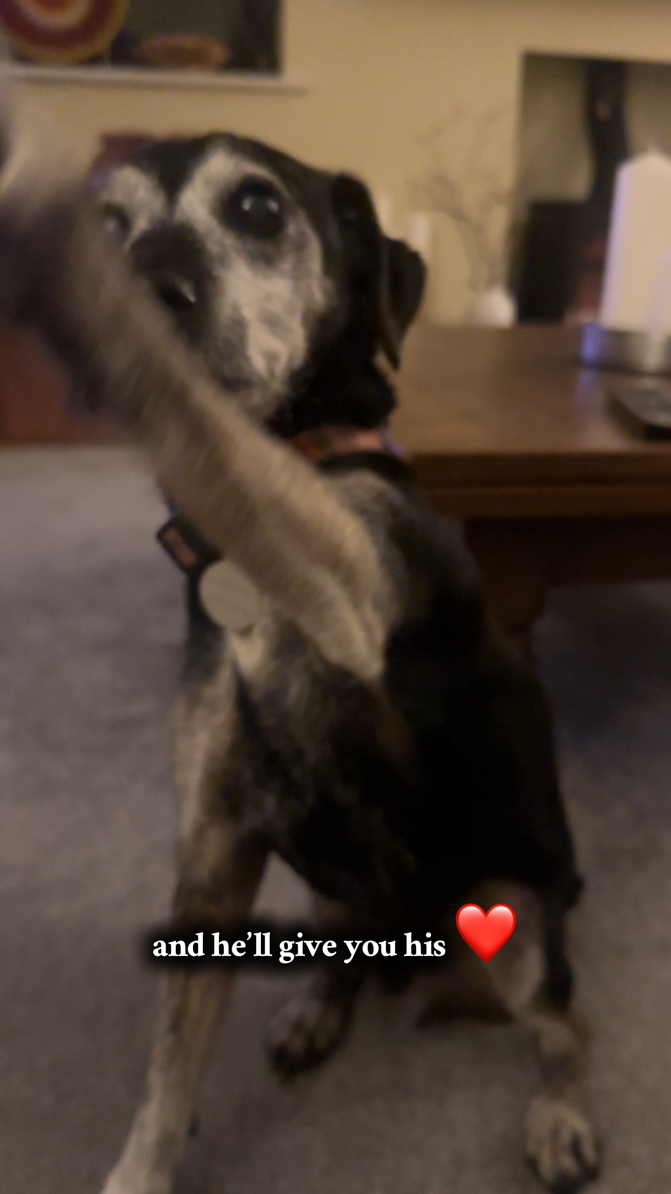L'amour des chiens ❤️
