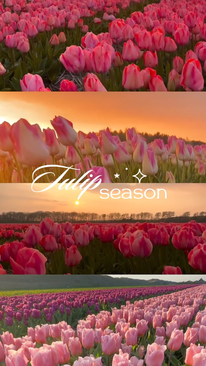 Tulpen-Saison 🌷
