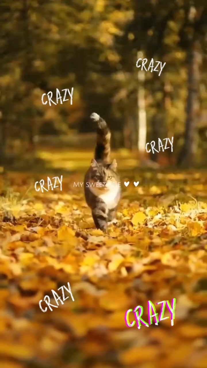 Linda mascota