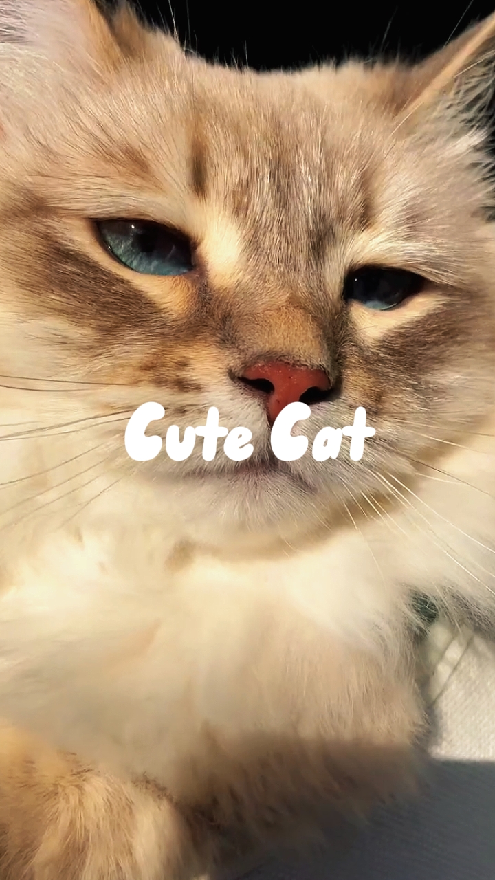 cute na pusa