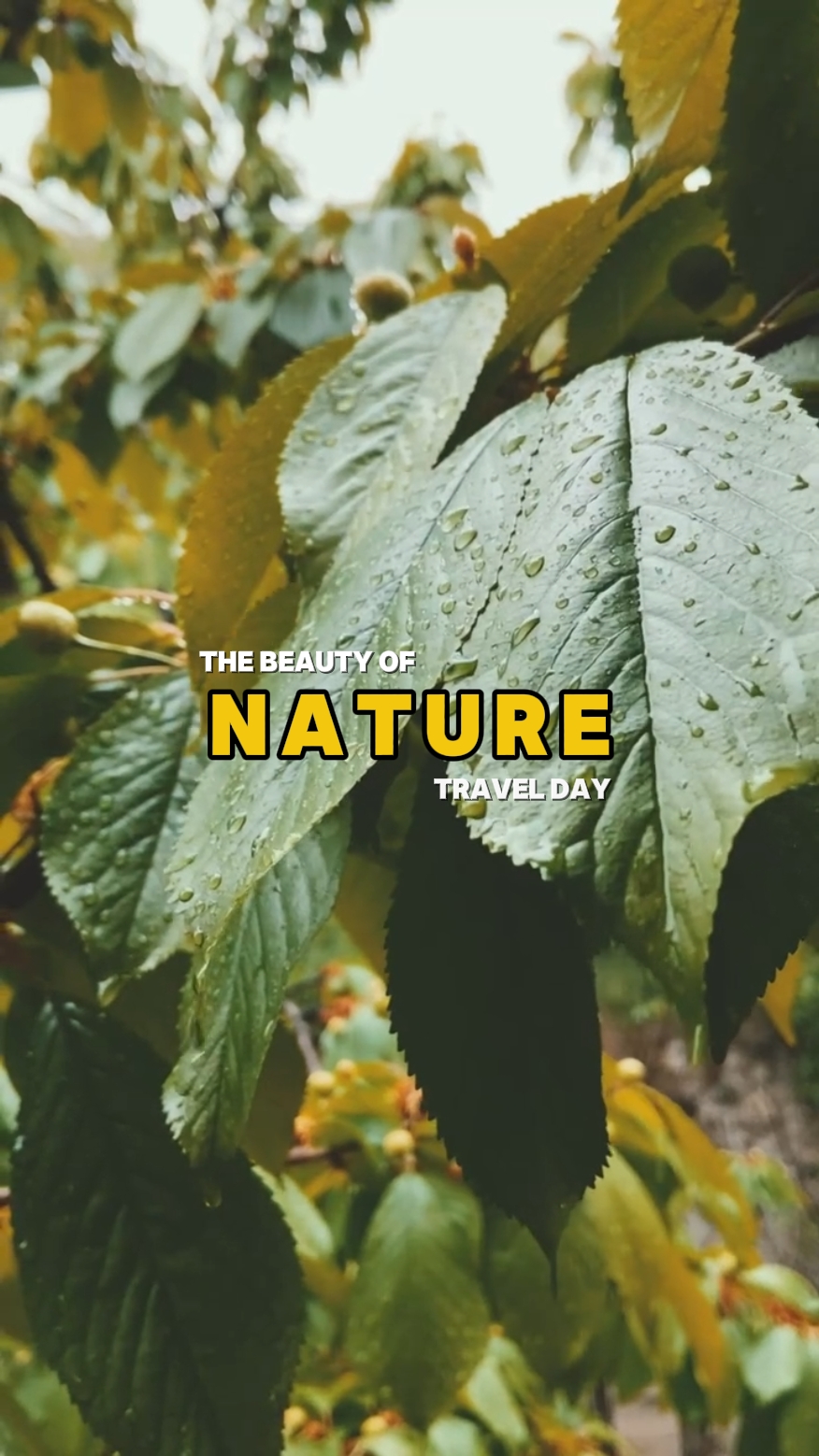 Beauty of Nature 