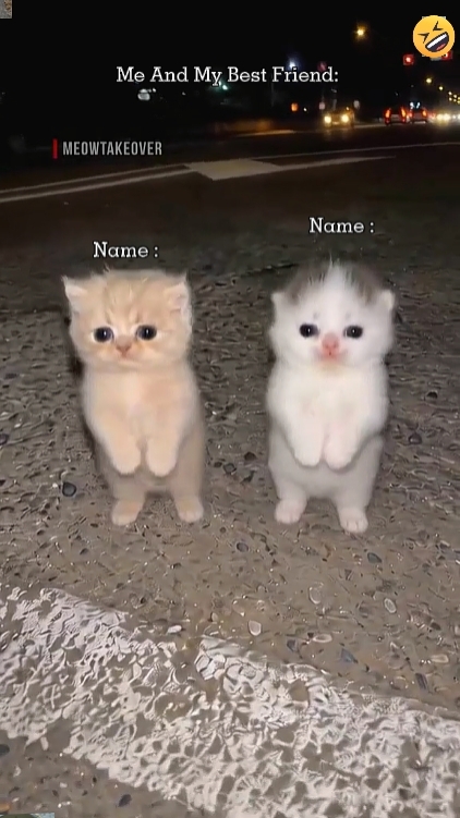 귀여운 고양이. 