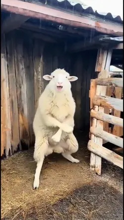 Kungfu Kambing