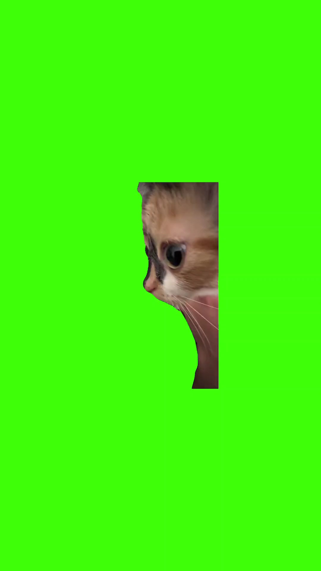 cat side eye