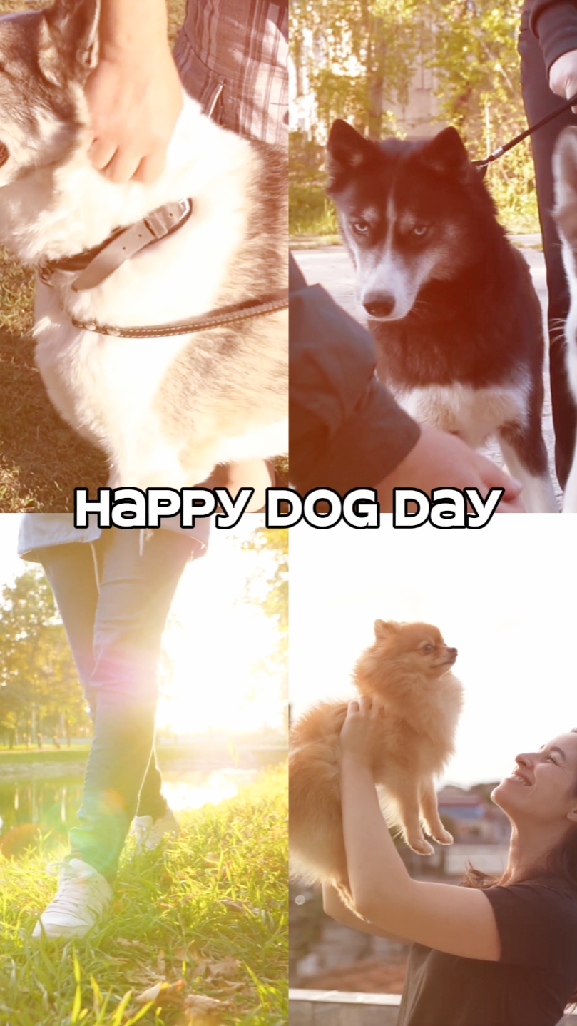 Bonne journée des chiens