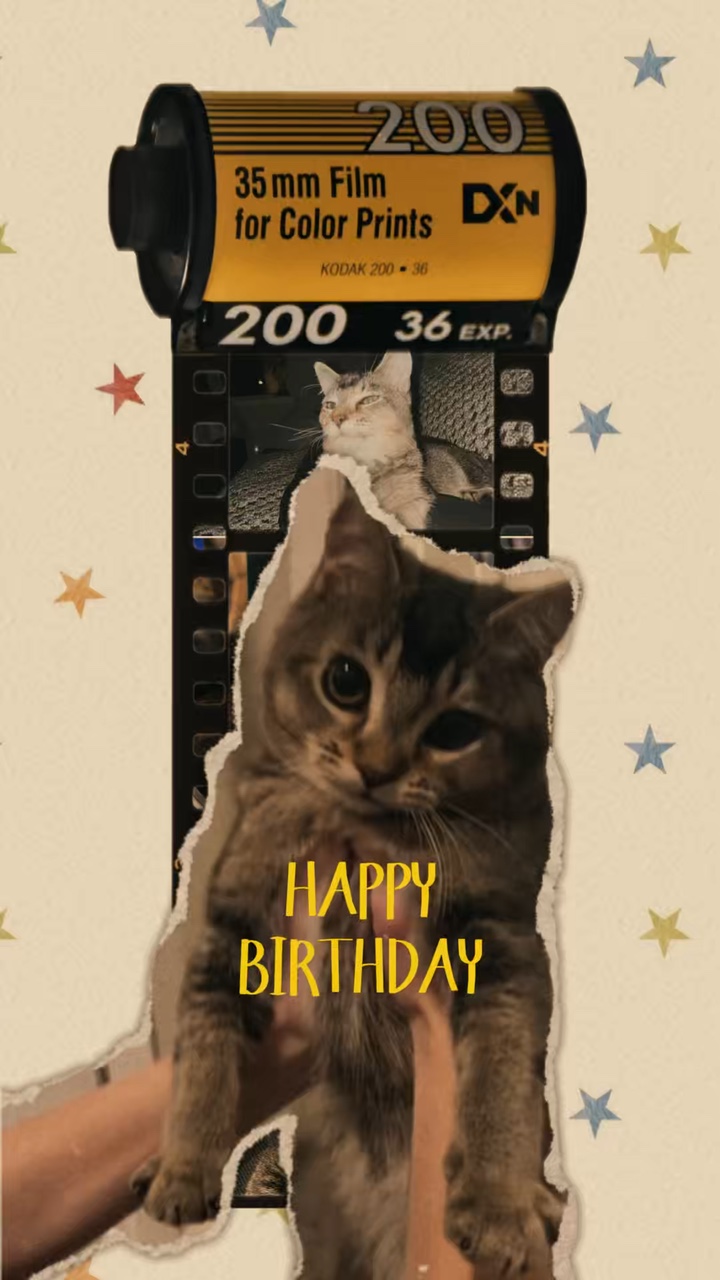 Cat Birthday