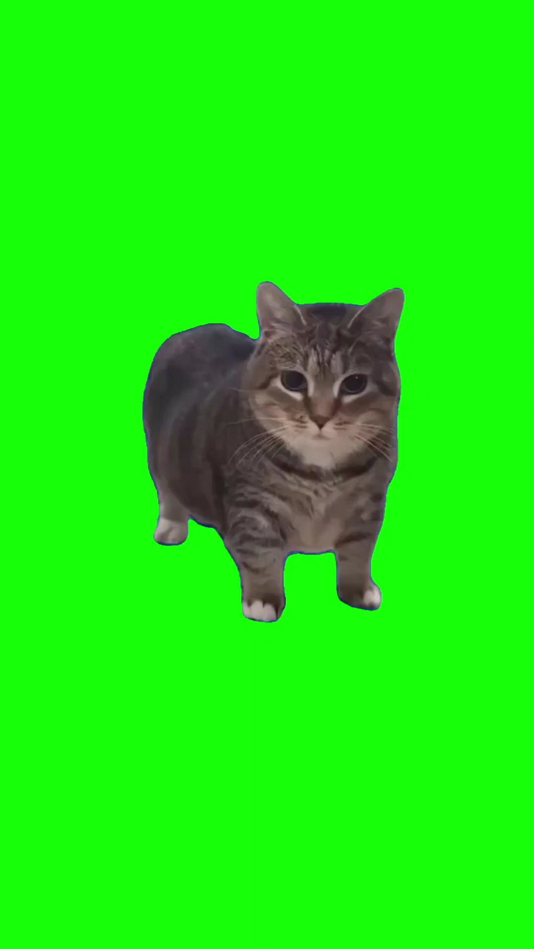 kucing ukikaki