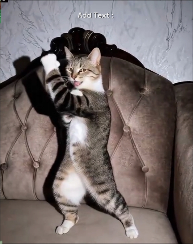 Katze Trend
