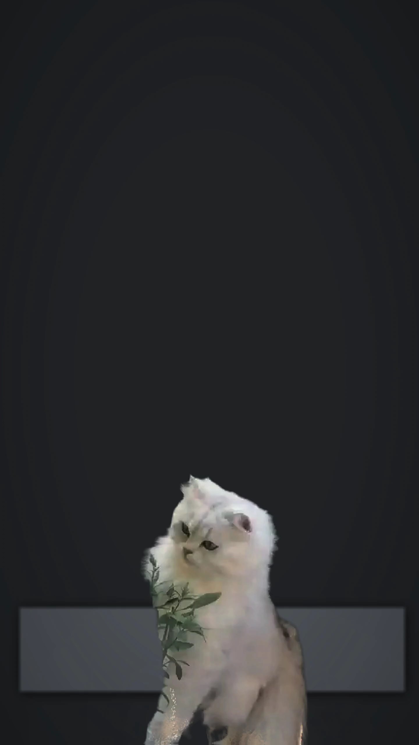 Swipe Video Transition Cat - Pippit