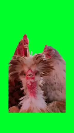 Dancing chickens