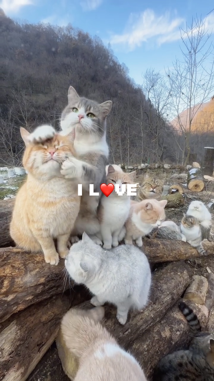 i love cat