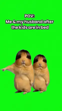 Guinea pig