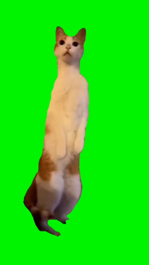 funny cat meme 