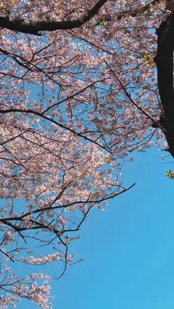 桜の記憶
