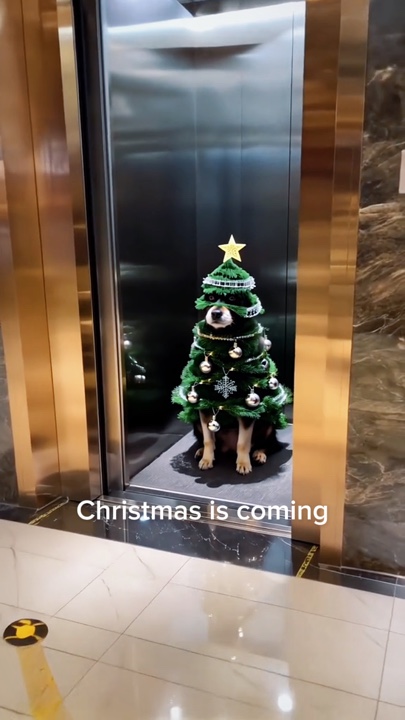 Christmas dog 