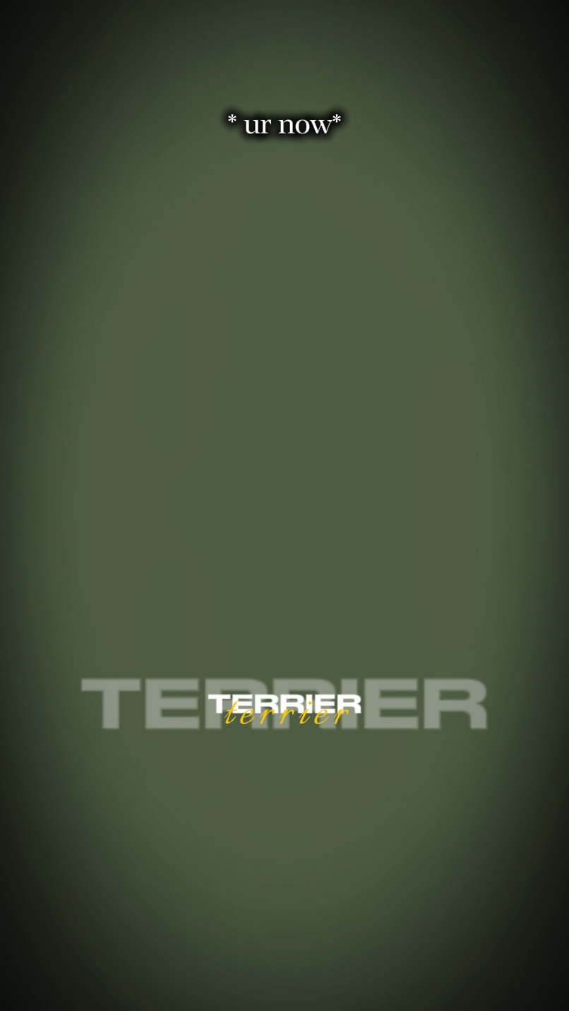 pitbull terrier