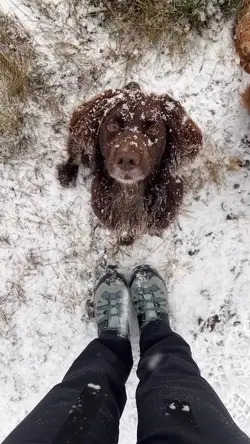 Dogs winter