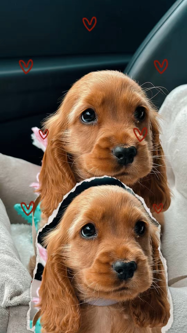 Chien mignon 3D