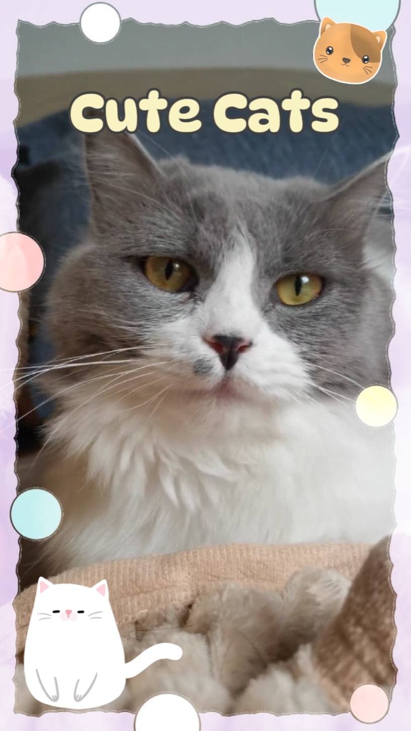 Süße Katzen