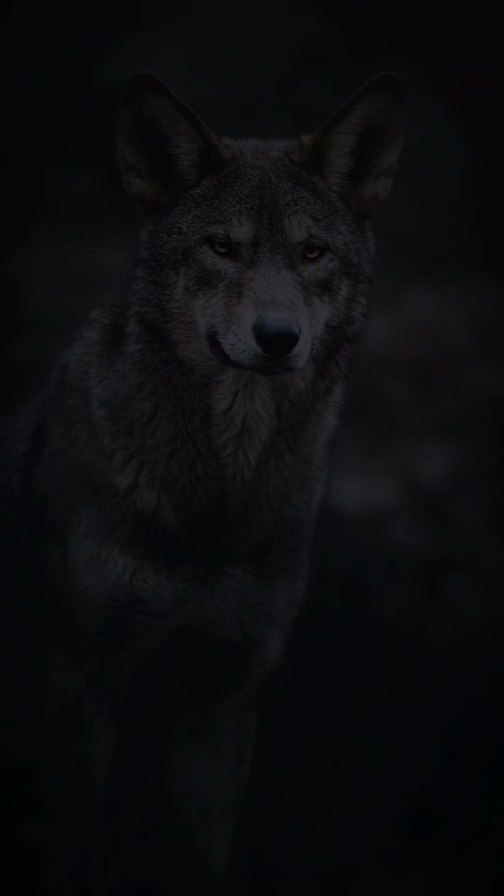 𝐂𝐚𝐩𝐜𝐮𝐭