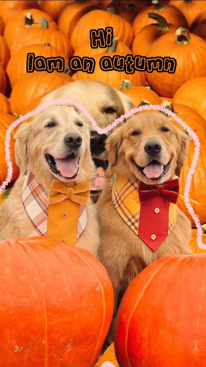 Hund im Herbst
