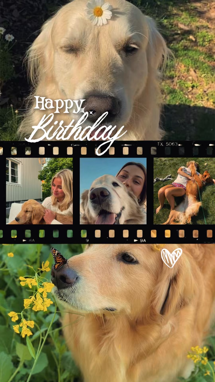 Geburtstag mein Hund
