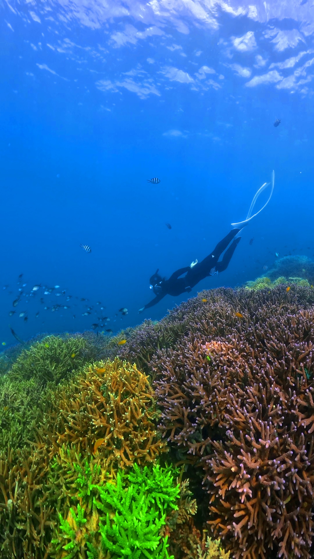 Plantilla submarina