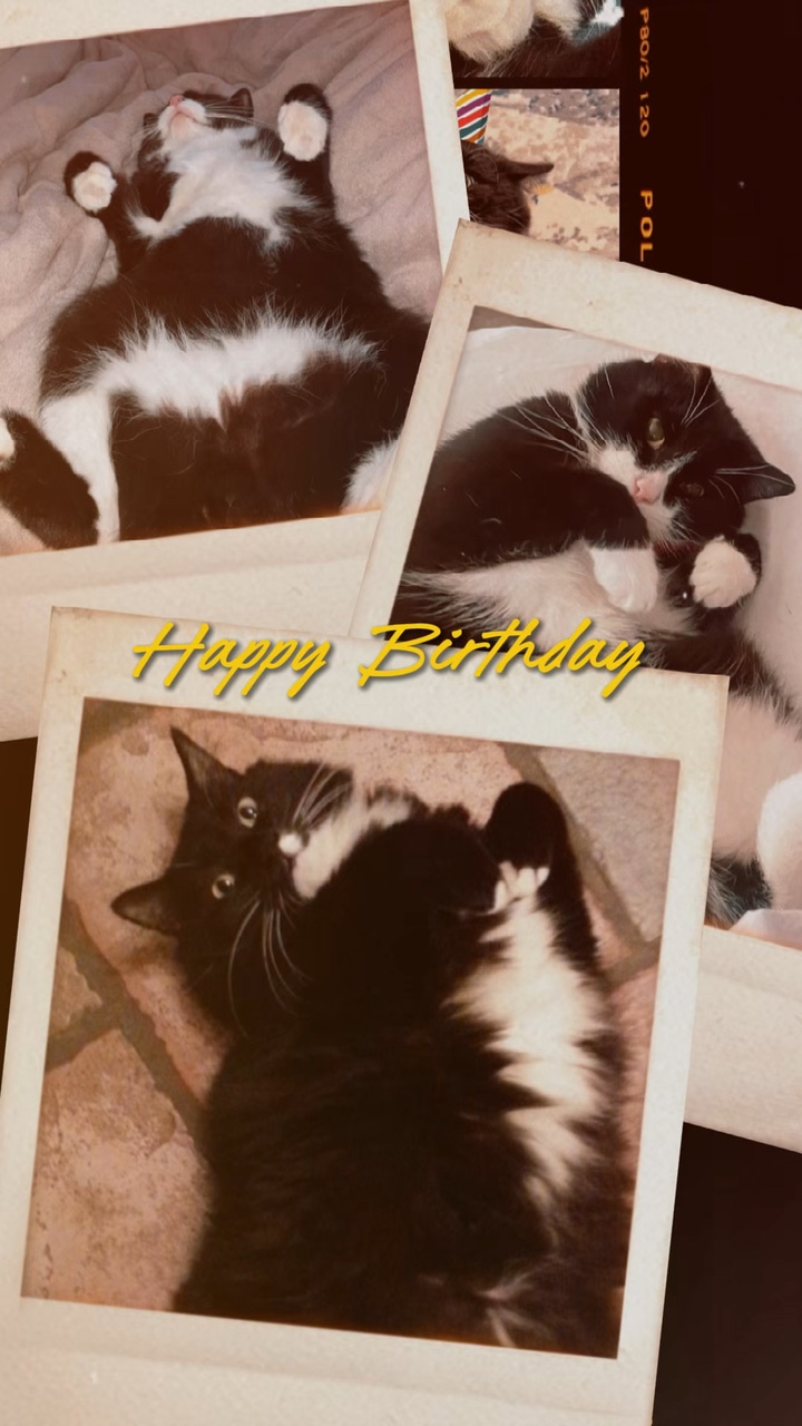 Katze Geburtstag 🔥🔥❤️❤️