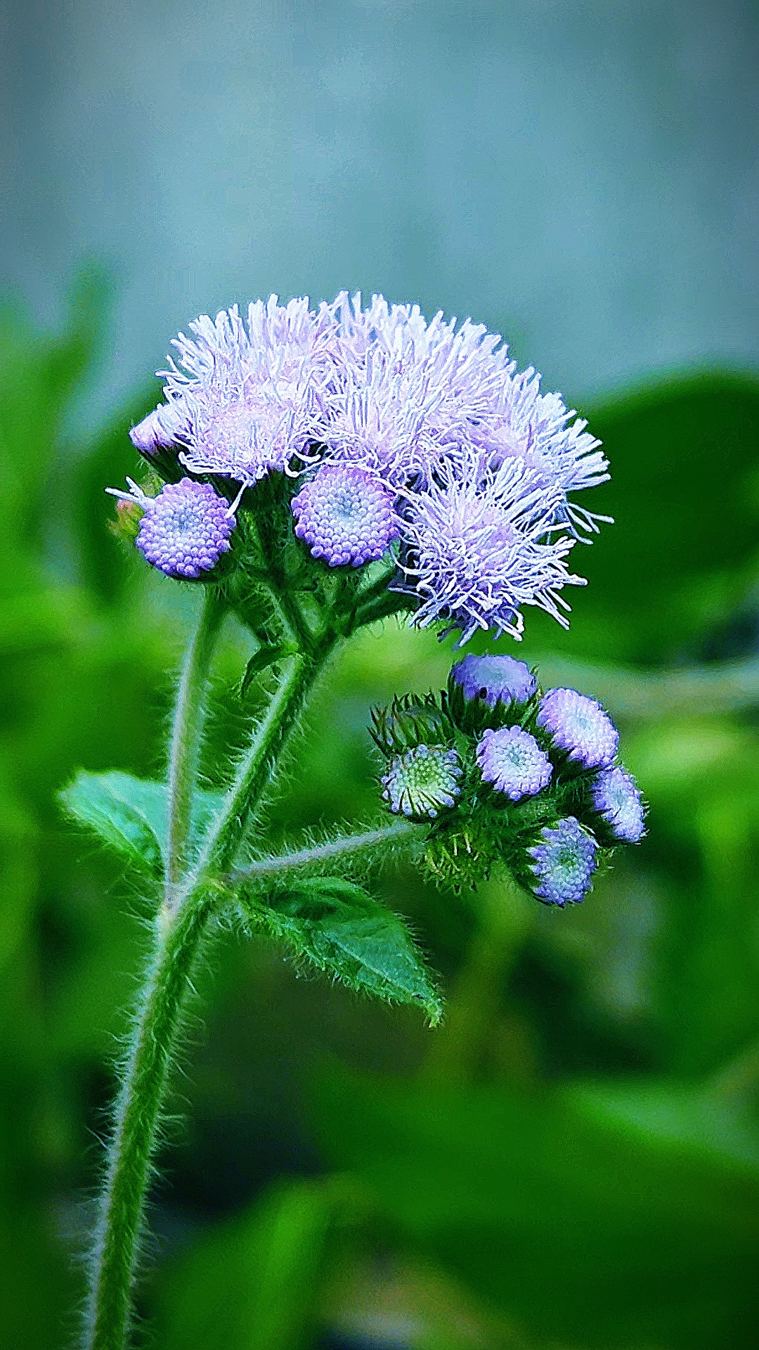 Nature Video