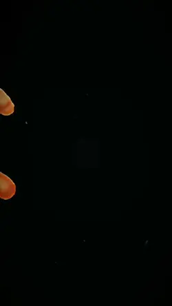 NEW TREND EDIT