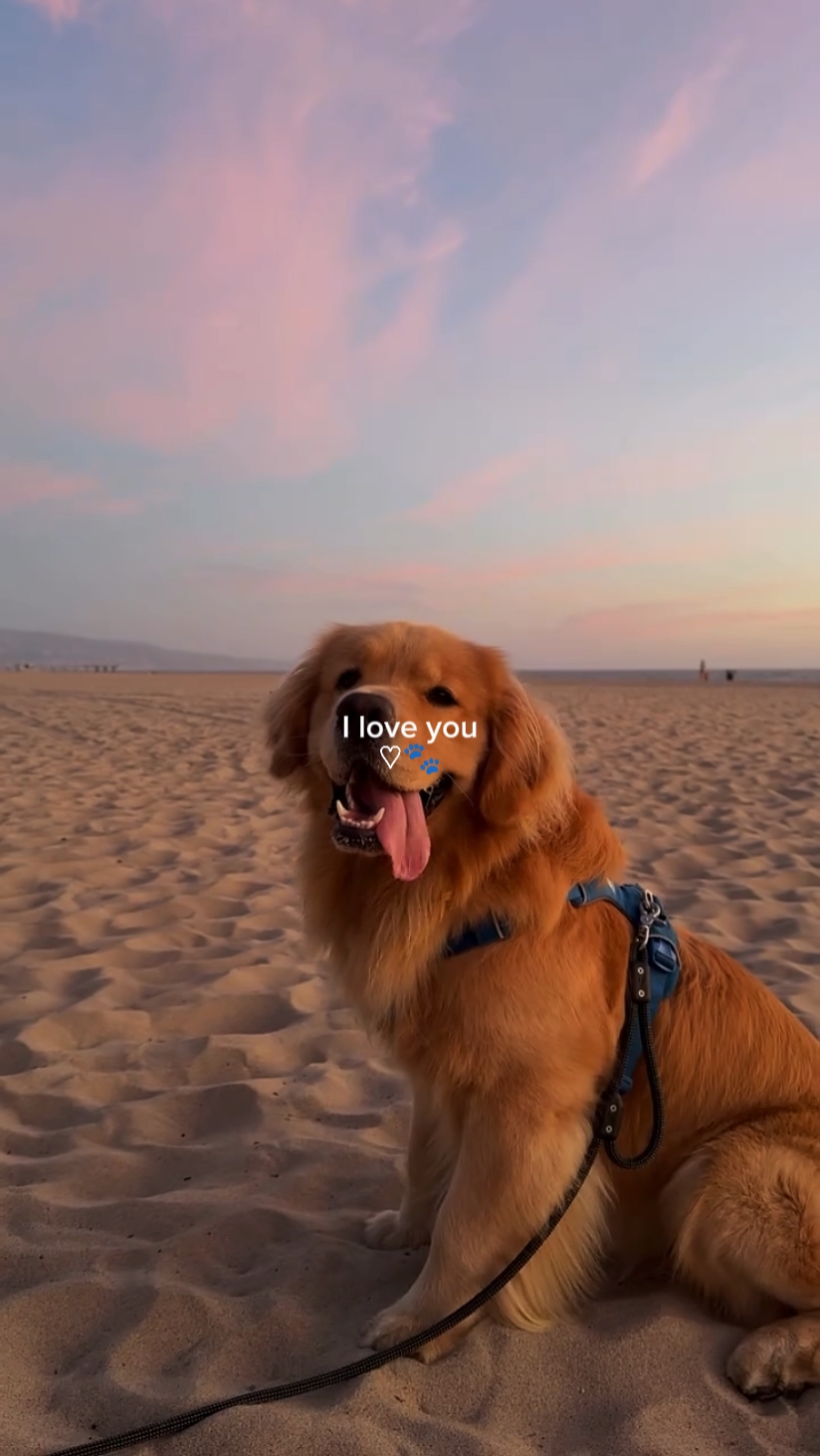 je t'aime chien