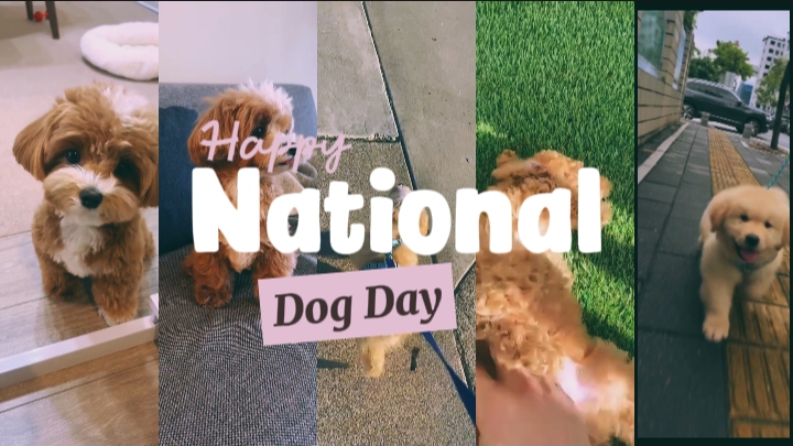 it's my dog